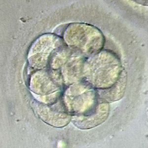 day 3 embryo