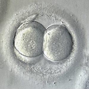 day 2 embryo